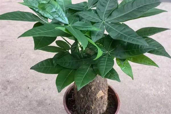 发财树烂根可以自愈吗，不会自愈