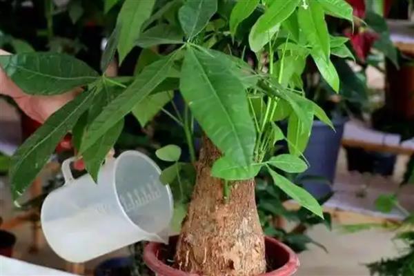 发财树烂根可以自愈吗，不会自愈