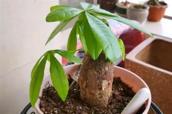 发财树烂根可以自愈吗，不会自愈