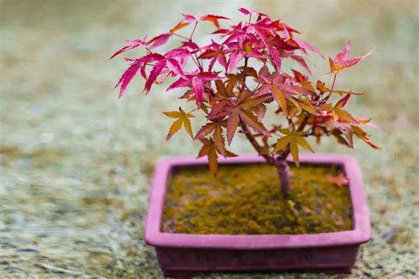 让红枫盆景更旺盛的方法,生长期每个月追施一次氮磷钾肥