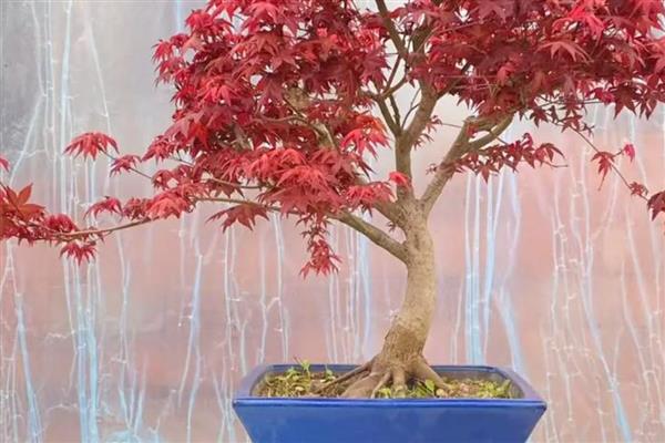 让红枫盆景更旺盛的方法,生长期每个月追施一次氮磷钾肥