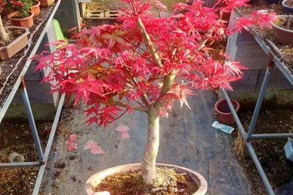 让红枫盆景更旺盛的方法,生长期每个月追施一次氮磷钾肥