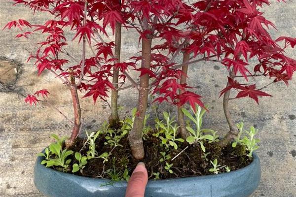 让红枫盆景更旺盛的方法,生长期每个月追施一次氮磷钾肥