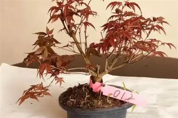 让红枫盆景更旺盛的方法,生长期每个月追施一次氮磷钾肥