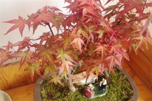 让红枫盆景更旺盛的方法,生长期每个月追施一次氮磷钾肥