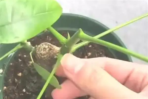 发财树烂根可以自愈吗，不会自愈