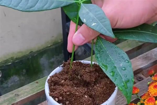 发财树烂根可以自愈吗，不会自愈