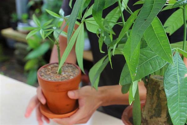 发财树烂根可以自愈吗，不会自愈