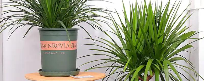 怎么养殖龙须树，春秋季节每隔3-5浇一次水