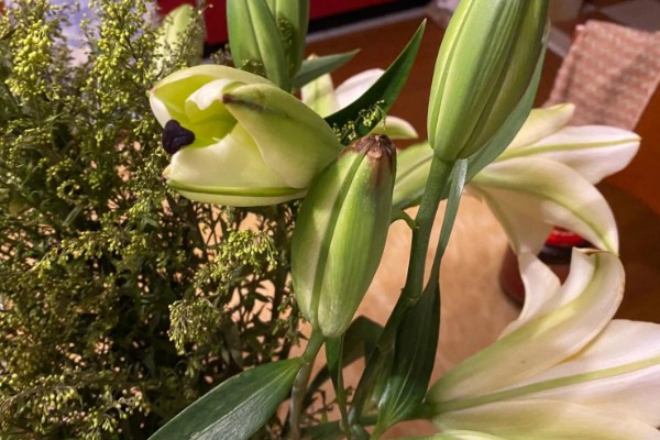 百合花苞没开就落的原因，可能是过量施肥所致