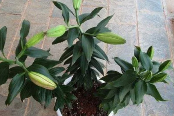 百合花苞没开就落的原因，可能是过量施肥所致