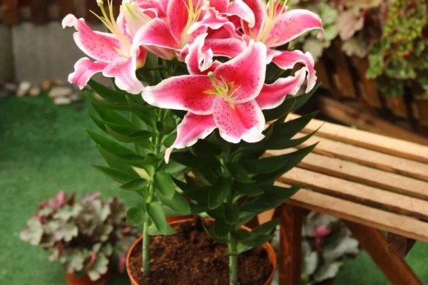 百合花苞没开就落的原因，可能是过量施肥所致