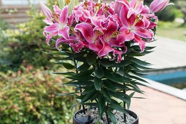 百合花苞没开就落的原因，可能是过量施肥所致