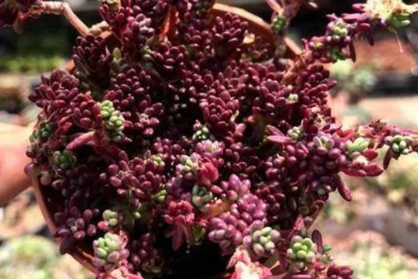 紫米粒变绿怎么处理，需补充光照