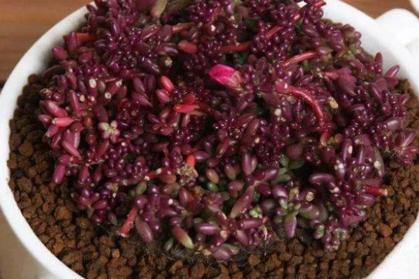 紫米粒变绿怎么处理，需补充光照