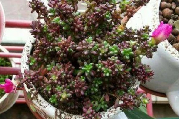 紫米粒变绿怎么处理，需补充光照