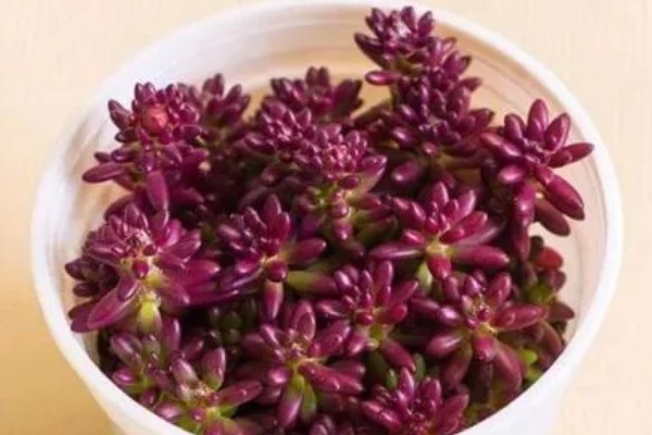 紫米粒变绿怎么处理，需补充光照