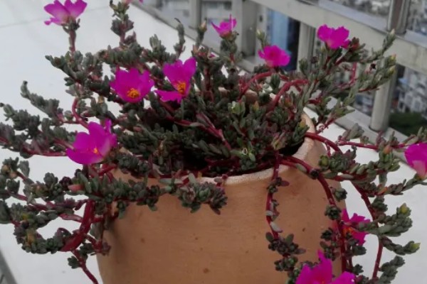 紫米粒变绿怎么处理，需补充光照