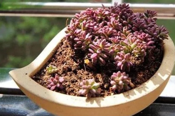 紫米粒变绿怎么处理，需补充光照