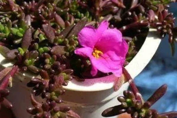 紫米粒变绿怎么处理，需补充光照