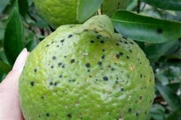 沙田柚黑星病怎么防治,增强树势提高抗病力是有效措施