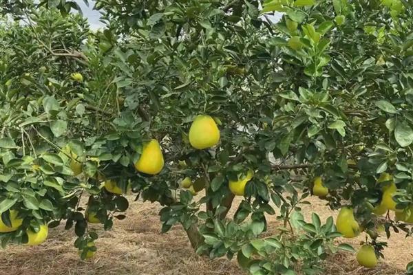 沙田柚黑星病怎么防治,增强树势提高抗病力是有效措施