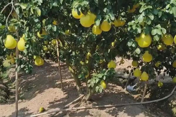 沙田柚黑星病怎么防治,增强树势提高抗病力是有效措施