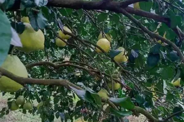 沙田柚黑星病怎么防治,增强树势提高抗病力是有效措施