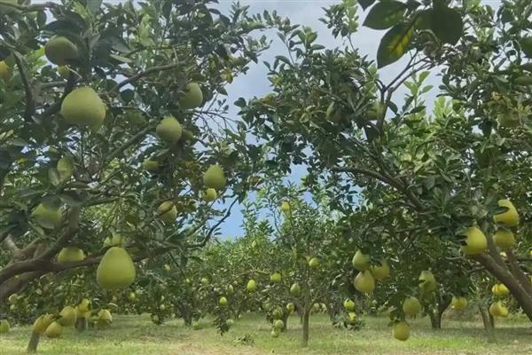 沙田柚黑星病怎么防治,增强树势提高抗病力是有效措施