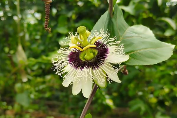 百香果什么时候开花，4-10月份开花