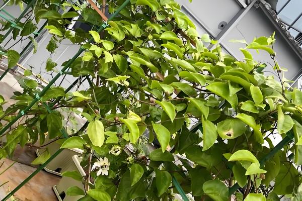 百香果什么时候开花，4-10月份开花