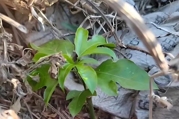 百香果什么时候开花，4-10月份开花