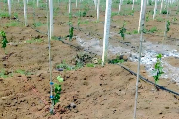 百香果什么时候开花，4-10月份开花