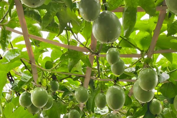 百香果什么时候开花，4-10月份开花