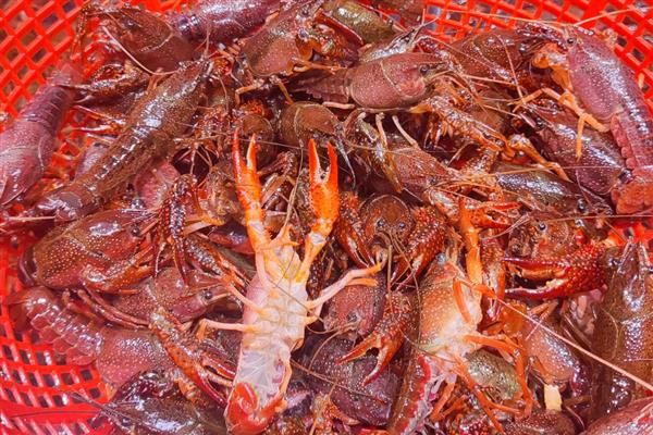 小龙虾购买时如何挑选，买青不买红