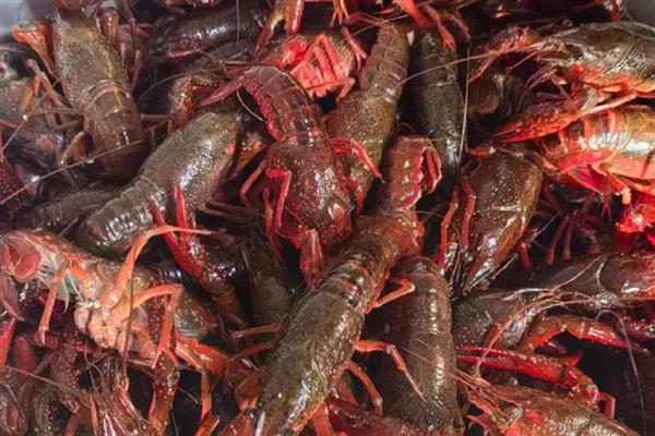 小龙虾购买时如何挑选，买青不买红