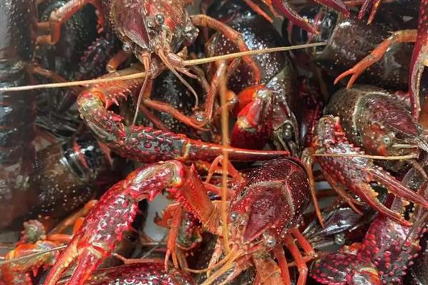 小龙虾购买时如何挑选，买青不买红