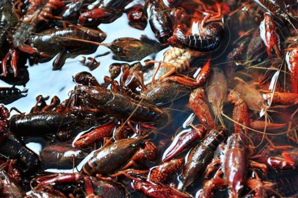 小龙虾购买时如何挑选，买青不买红