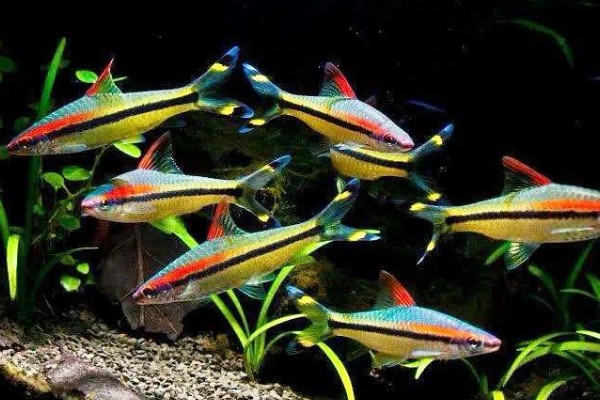 一眉道人鱼吃不吃虾,普通小虾、丰年虾都可以饲喂