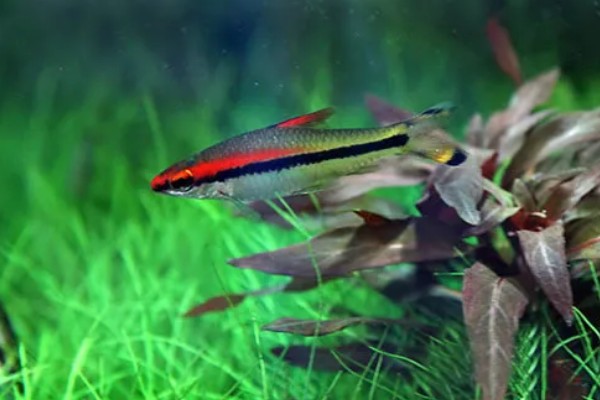 一眉道人鱼吃不吃虾,普通小虾、丰年虾都可以饲喂