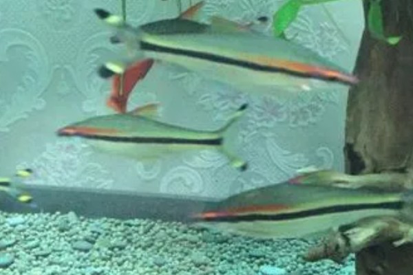 一眉道人鱼吃不吃虾,普通小虾、丰年虾都可以饲喂