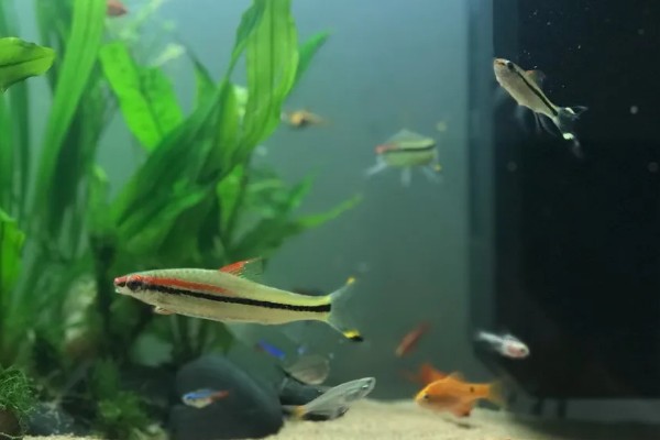 一眉道人鱼吃不吃虾,普通小虾、丰年虾都可以饲喂