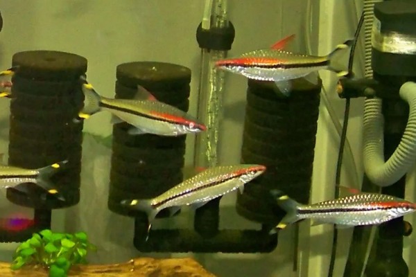 一眉道人鱼吃不吃虾,普通小虾、丰年虾都可以饲喂