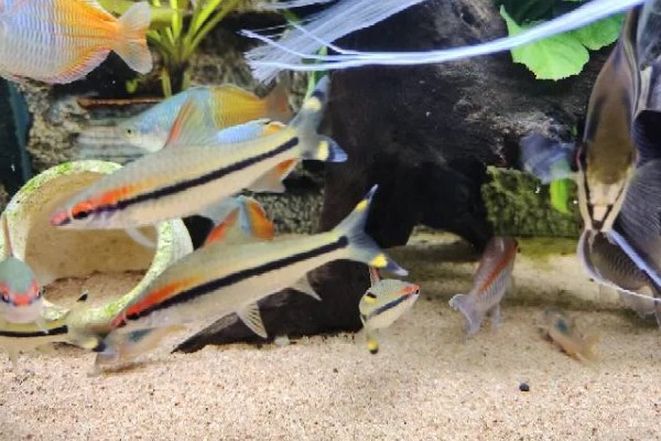 一眉道人鱼吃不吃虾,普通小虾、丰年虾都可以饲喂