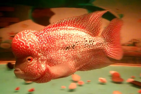 罗汉鱼饿几天会爆头吗，真的会爆头