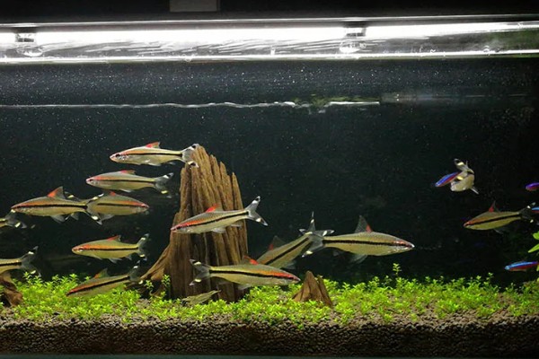 一眉道人鱼吃不吃虾,普通小虾、丰年虾都可以饲喂