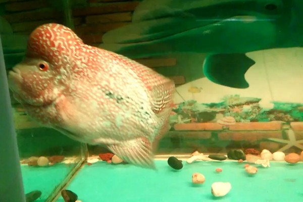 罗汉鱼饿几天会爆头吗，真的会爆头