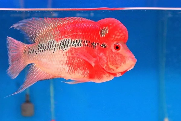 罗汉鱼饿几天会爆头吗，真的会爆头