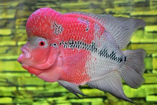 罗汉鱼饿几天会爆头吗，真的会爆头