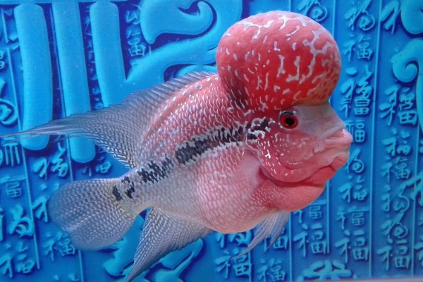 罗汉鱼饿几天会爆头吗，真的会爆头